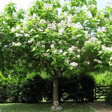Catalpa speciosa 20 PCS fresh