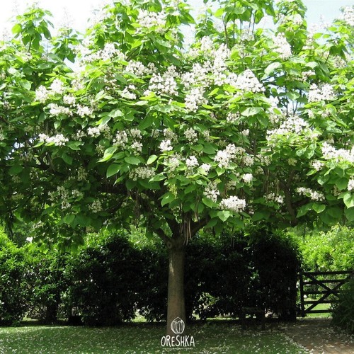 Catalpa speciosa pcs - 20, fresh