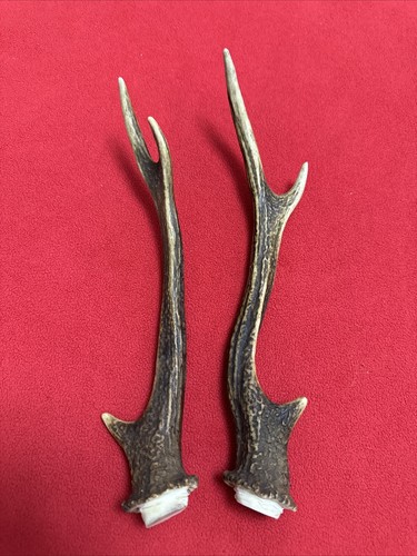 Pair sika deer - sika, antlers