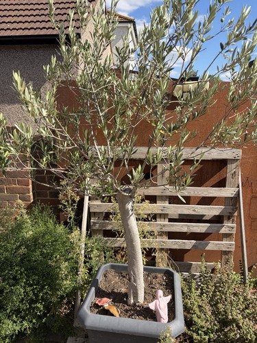Large mature fruiting olive - large,