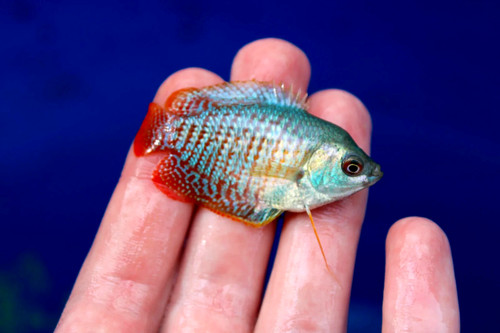 Male red neon gourami - 1,