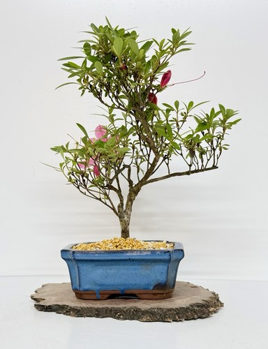 Way life bonsai - life,