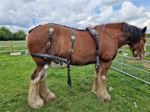 Pairs set heavy horse - set,