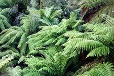 Dicksonia antarctica| Hardy Tree fern| Plug plant