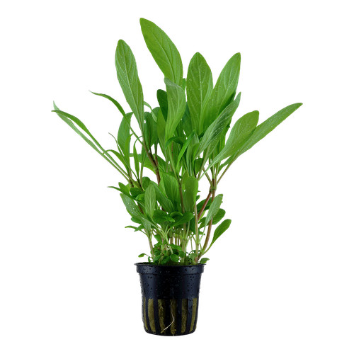 Hygrophila costata tropica - hygrophila,