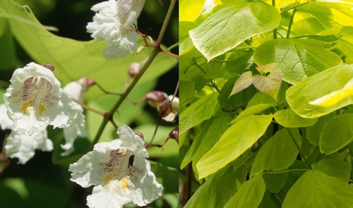 Catalpa aurea golden indian - catalpa,