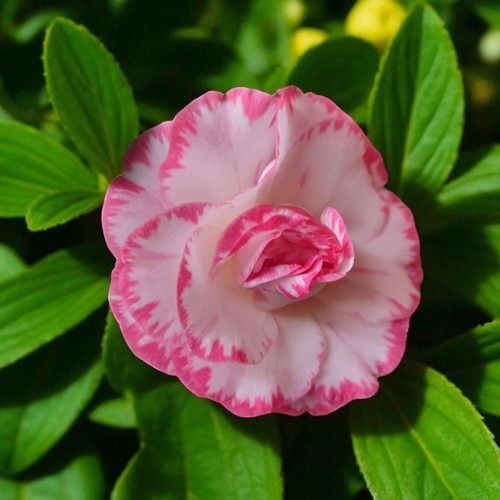 Camellia margaret davies 3l - davies, in