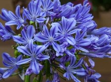 Agapanthus africanus Big Blue. 10 seeds. Evergreen Perennial