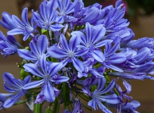 Agapanthus africanus big blue - agapanthus,