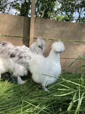 Silkie Eggs Mixed Colour