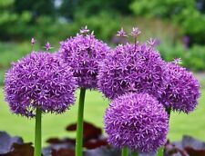 1-50 ALLIUM PURPLE SENSATION (HOLLANDICUM) BULBS HARDY GARDEN SUMMER PERENNIAL