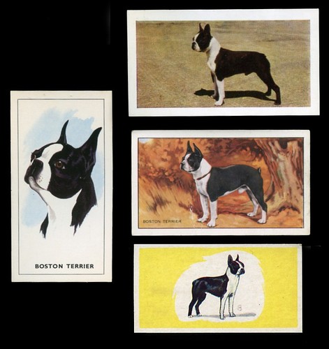 Boston terrier dog trade - boston, &