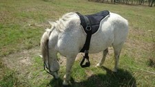 Equipride Bareback Riding Pad Pony Pad 6 Colour Size Shetland Pony and Full 