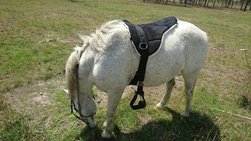 Equipride bareback riding pad - bareback,