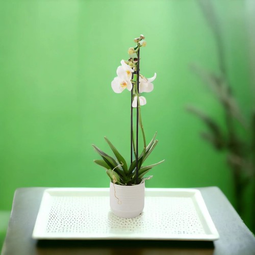 Double stem white - white, phalaenopsis