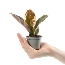 Baby Rubber Plant Ficus Tineke Small Indoor Colourful Houseplant in 6cm Pot