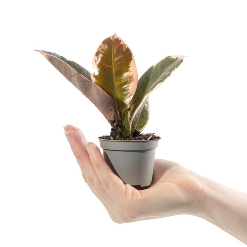 Baby rubber plant - baby,