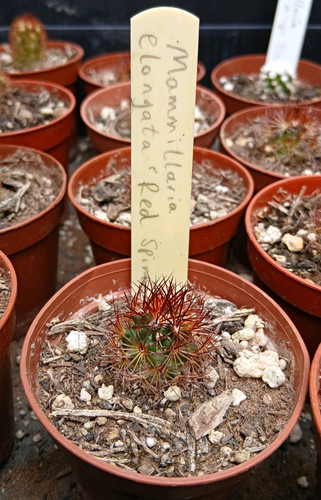 Mammillaria elongata red - mammillaria,