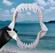 Shark Jaws 30cm 3d Printed Great White Replica Mini Megalodon Ornament