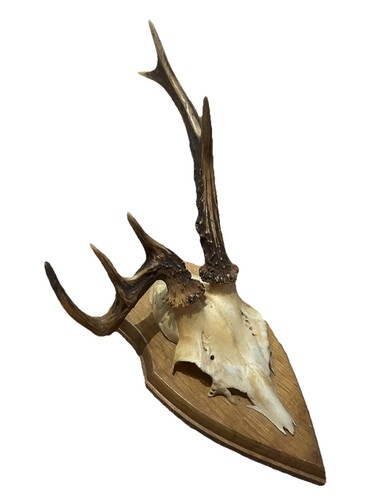Truly bizarre deformed - deformed, roe