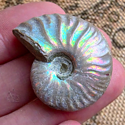 Iridescent ammonite fossil - ammonite,