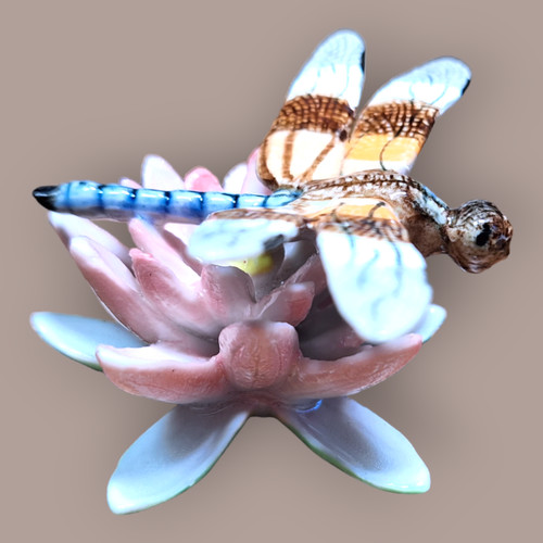 Northern rose dragonfly - northern,