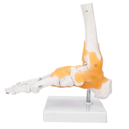 Adult human skeleton - human,