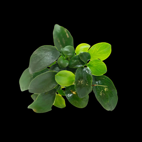 Bunched plants petite - 5x,