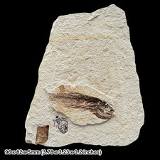 Rare Monte Bolca Fossil Fish