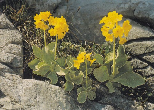 Primula auricula switzerland - primula,