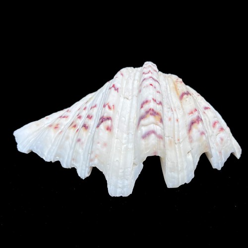 Giant clamshell seashell