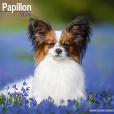 Papillon 2026 Calendar | Dog Breed Gift Wall 15% OFF MULTI ORDERS