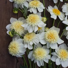 4 x Dahlia Anenome Platinum