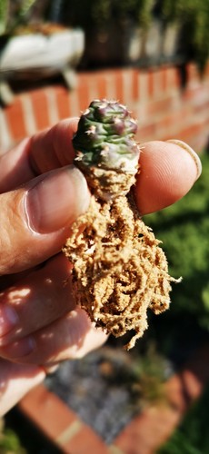 Opuntia fragilis denudata - opuntia, denudata-