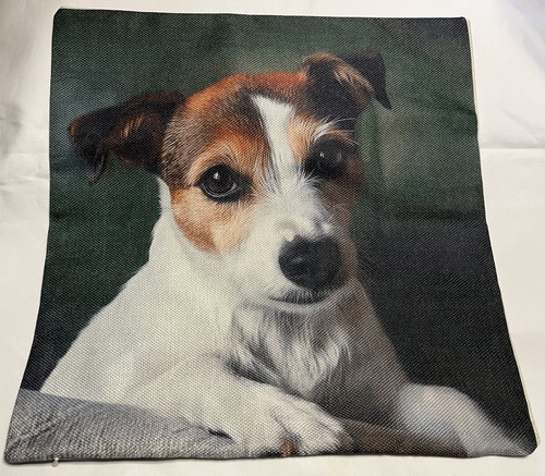 Adorable dog jack - jack, russell