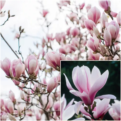 Magnolia tree plant large pink - tree,