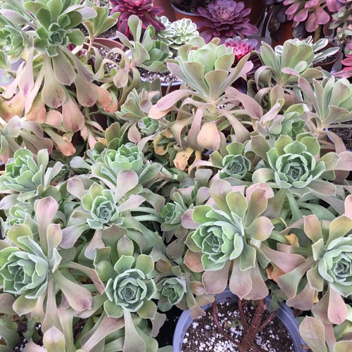 Aeonium goblin cutting - aeonium,
