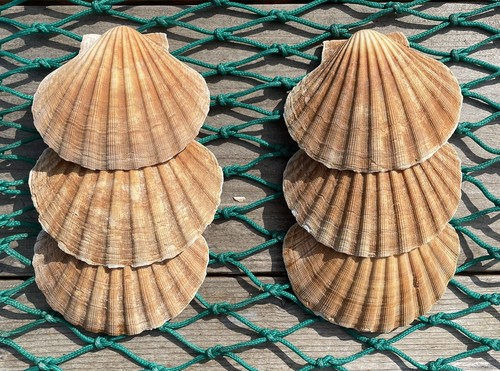 Diver caught scottish scallop - caught,