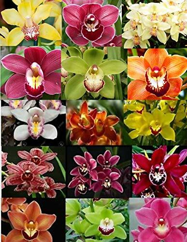 B24 live orchid choose - b24,