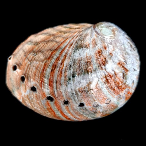 Abalone pink haliotis natural - abalone,