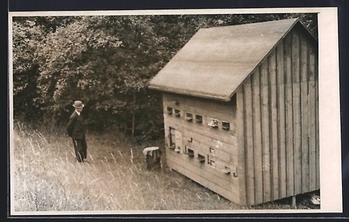 Photo pigeon owner front - photo:,
