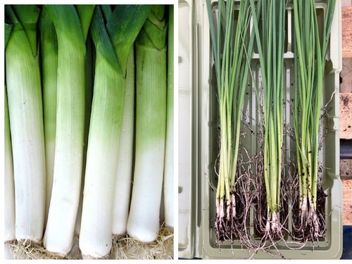 Leek bare root plants - bare, |