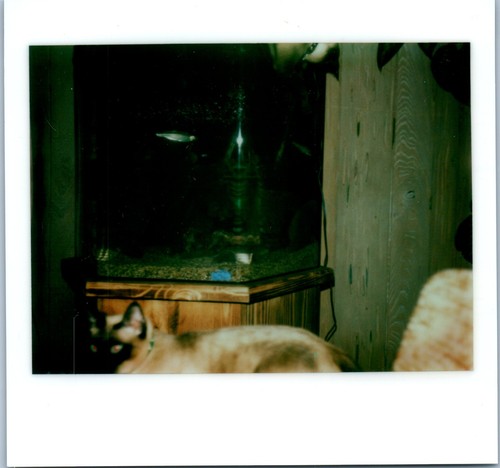 1970s siamese cat - 1970s, looking