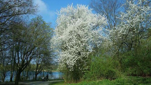Cherry plum tree prunus - tree,