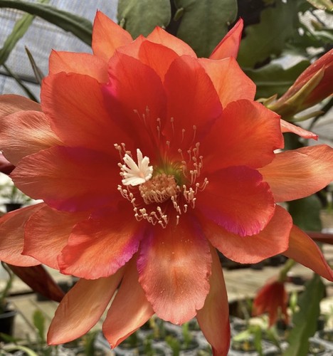 Epiphyllum orchid cactus - epiphyllum,