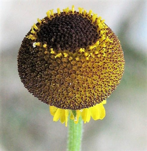 Rosilla helenium puberulum - 50,