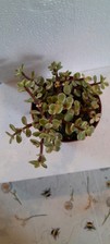 Crassula Ovata in 9cm Pot -