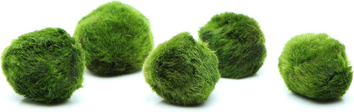 Marimo moss balls always - moss, balls,