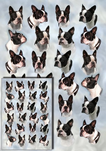 Boston terrier dog wrapping - terrier,