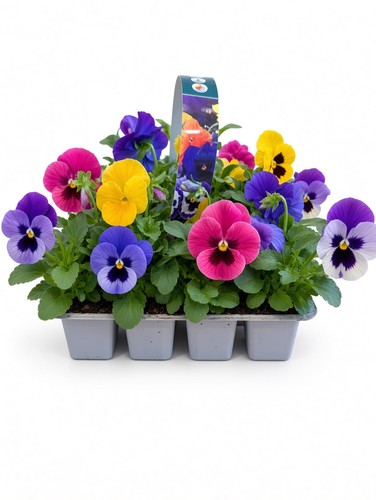 Pack pansy plants - pack,